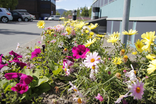 Blomsterbed utenfor Gammellabben (Blåbygget).