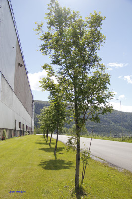 Trær utenfor Stipperhallen.